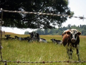 Cows
